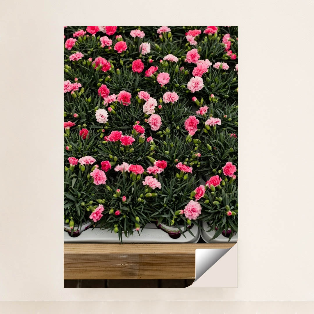 Rows of Pink Carnations by Monika Grabkowska - Peeliez