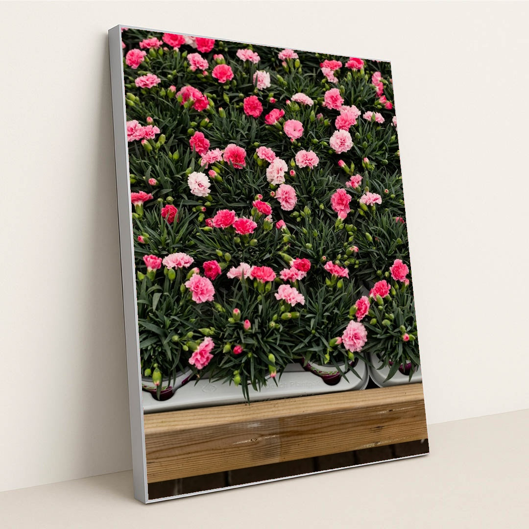 Rows of Pink Carnations by Monika Grabkowska - Silver Frame Stretchiez