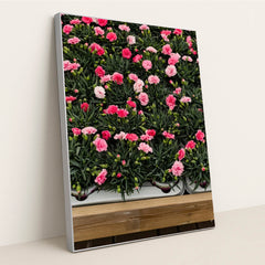 Rows of Pink Carnations by Monika Grabkowska - Silver Frame Stretchiez