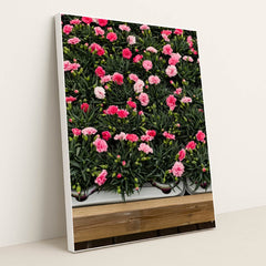 Rows of Pink Carnations by Monika Grabkowska - White Frame Stretchiez