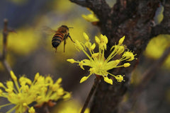 Unknown - A close-up of a honeybee pollinating a cluster of bright yellow flowers in nature.