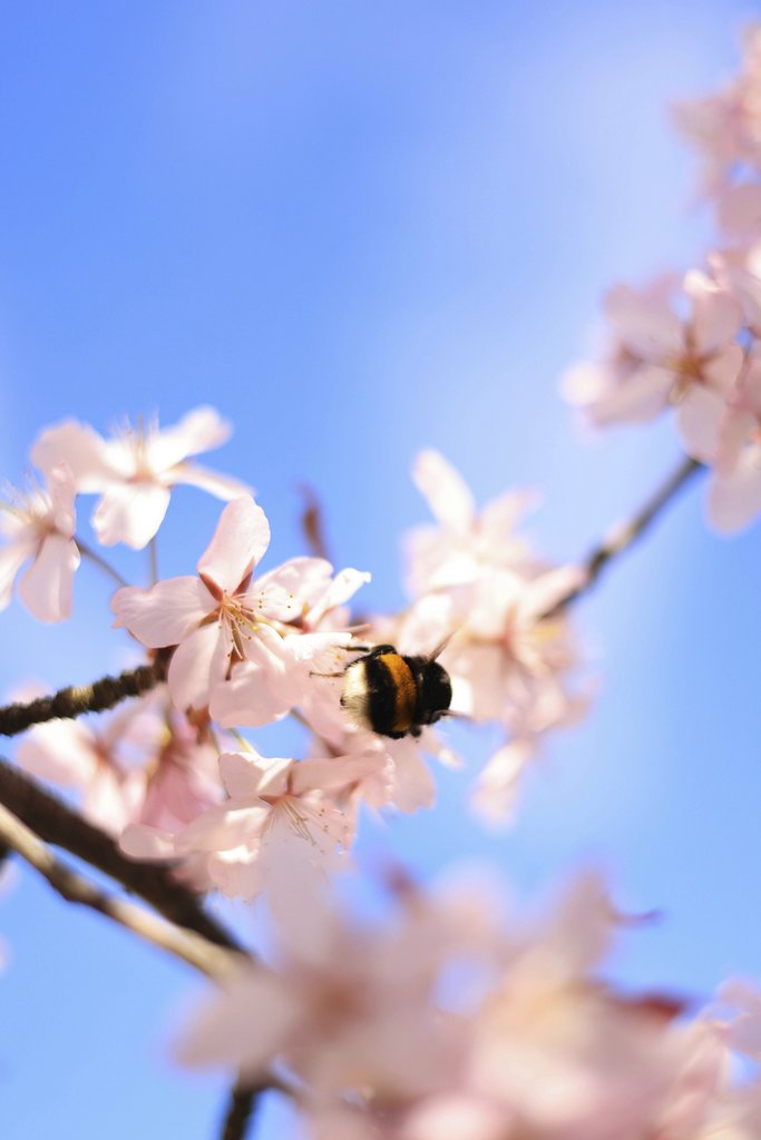 Valeria Boltneva - A bumblebee gathering pollen from pink cherry blossoms against a clear blue sky.