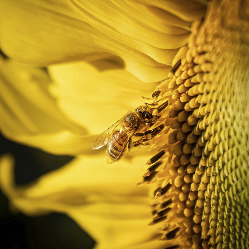 Fernando Maidana - Close-up of a honey bee pollinating a bright sunflower in Bonito, Brazil.