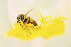 Kat Smith - Macro shot of a bee collecting pollen from a vibrant yellow flower, highlighting natural pollination.