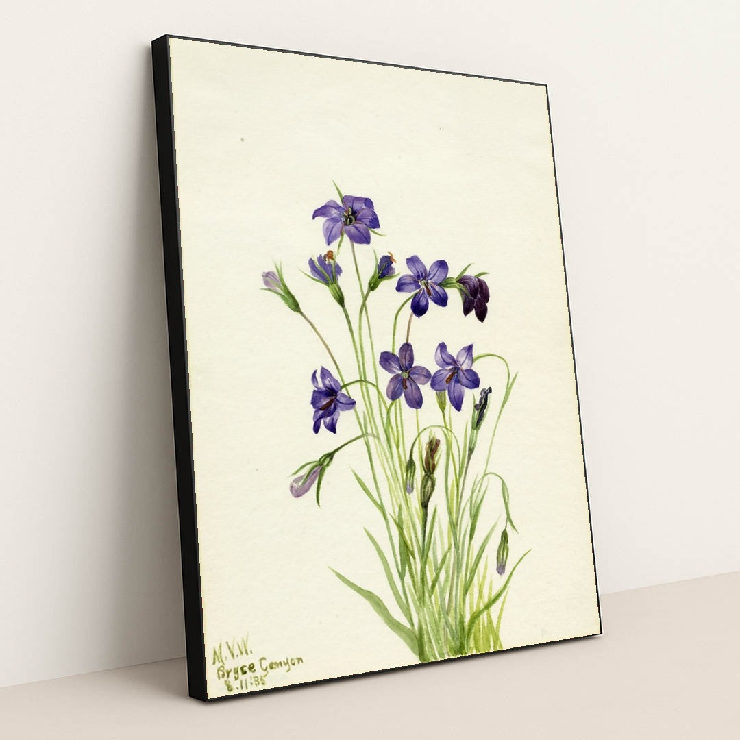 Bellflower (Campanula) (1935) by Mary Vaux Walcott - Black Frame Stretchiez