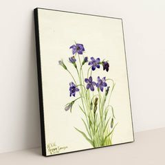 Bellflower (Campanula) (1935) by Mary Vaux Walcott - Black Frame Stretchiez