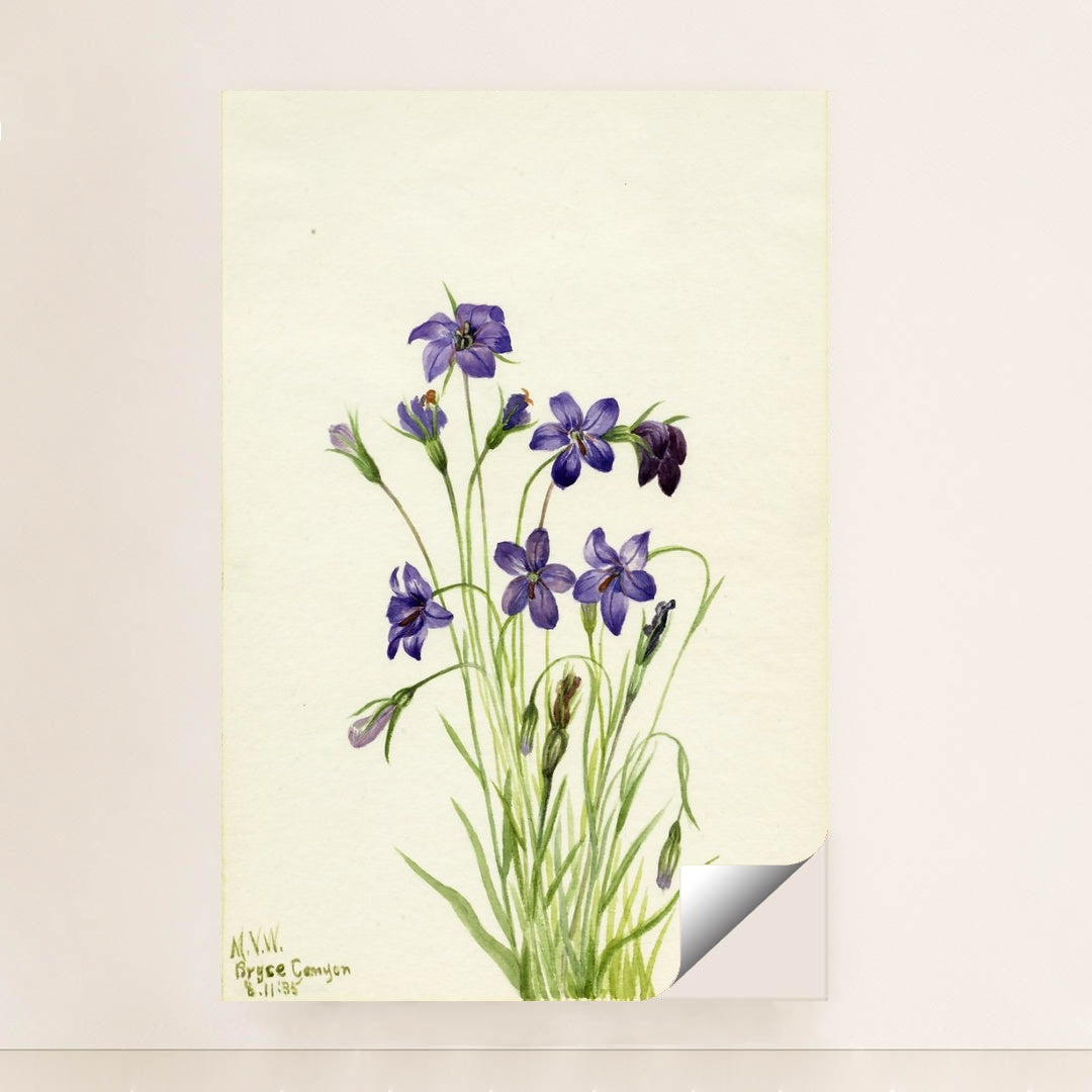 Bellflower (Campanula) (1935) by Mary Vaux Walcott - Peeliez