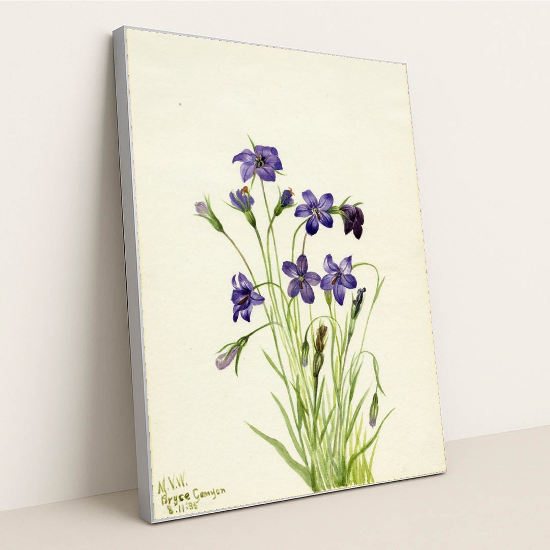 Bellflower (Campanula) (1935) by Mary Vaux Walcott - Silver Frame Stretchiez