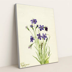 Bellflower (Campanula) (1935) by Mary Vaux Walcott - Silver Frame Stretchiez