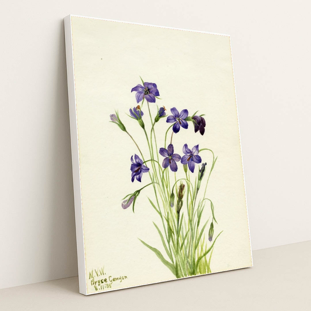 Bellflower (Campanula) (1935) by Mary Vaux Walcott - White Frame Stretchiez