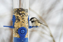 Jay Brand - Close-up of a chickadee feeding on seeds at a blue bird feeder during winter in Pittsburgh, PA.