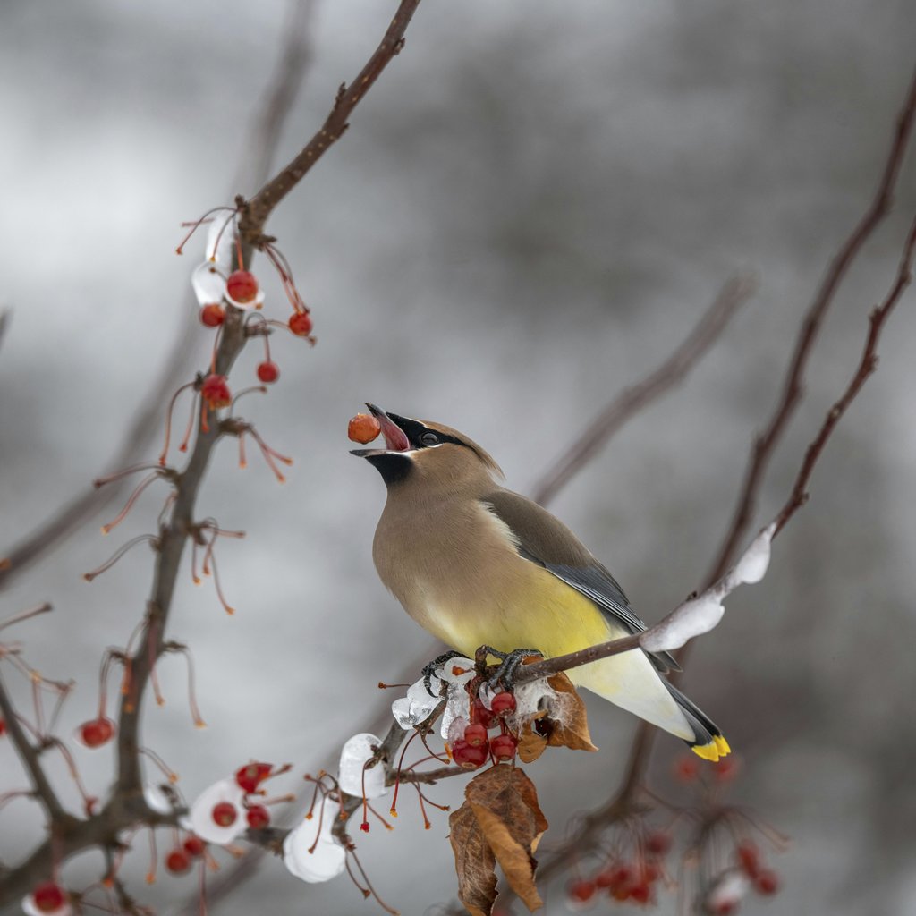 Skyler Ewing - A cedar waxwing bird eating berries on a snow-covered branch in winter.