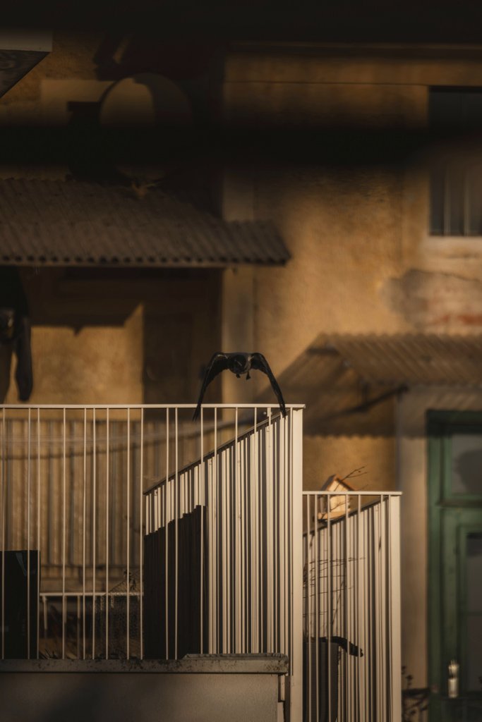 Ahmet Yüksek ✪ - A moody urban scene featuring a bird in flight over a balcony during early morning light.