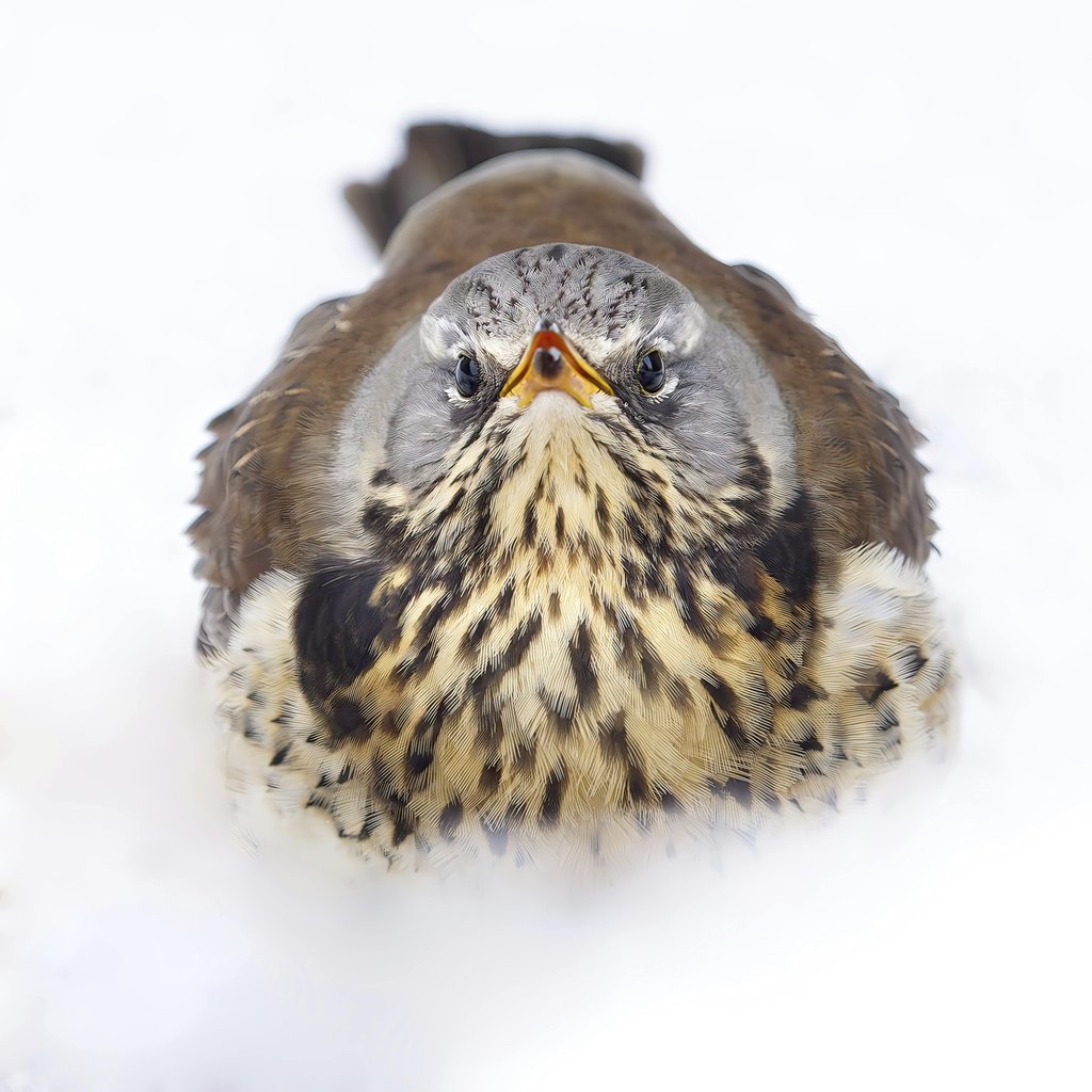 Odd Rune Falch - A close-up of a fieldfare sitting on snow highlights its vibrant plumage.