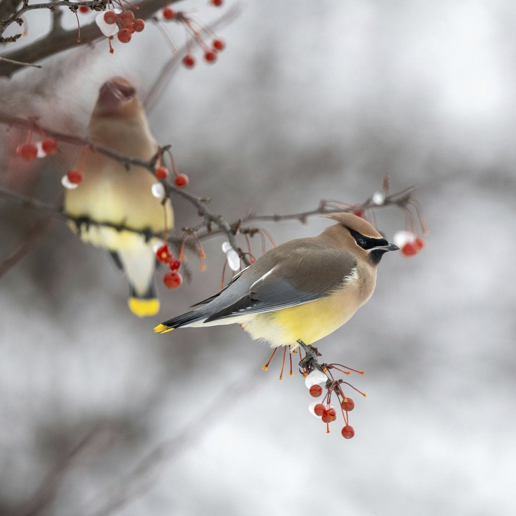 Skyler Ewing - Beautiful bright waxwing birds sitting together on leafless tree branch with red berries on cold winter day