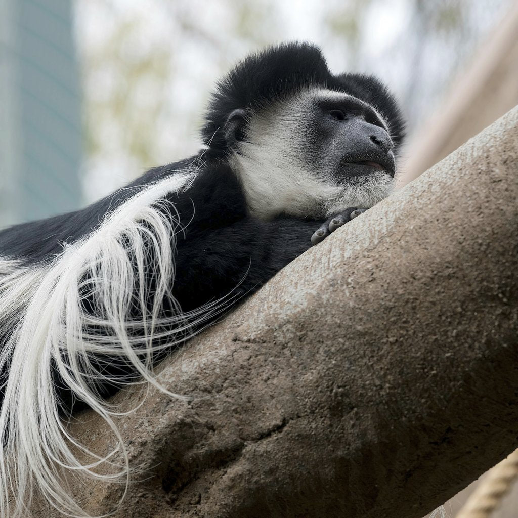 Mike Kit - Captivating close-up of a Colobus Guereza monkey resting gracefully on a tree branch in Denver Zoo.