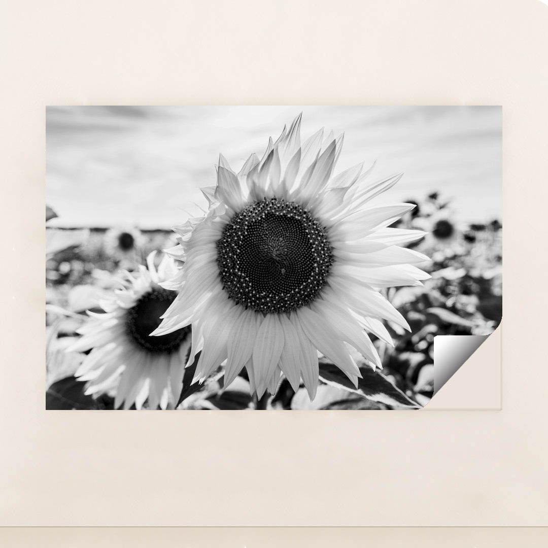 Textured Sunflowers in Black and White by Raul Ling - Peeliez