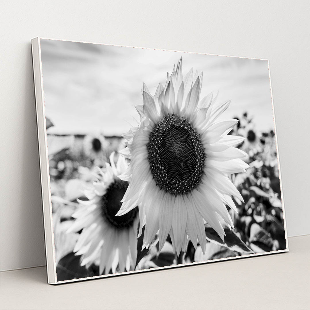 Textured Sunflowers in Black and White by Raul Ling - White Frame Stretchiez