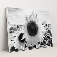 Textured Sunflowers in Black and White by Raul Ling - White Frame Stretchiez