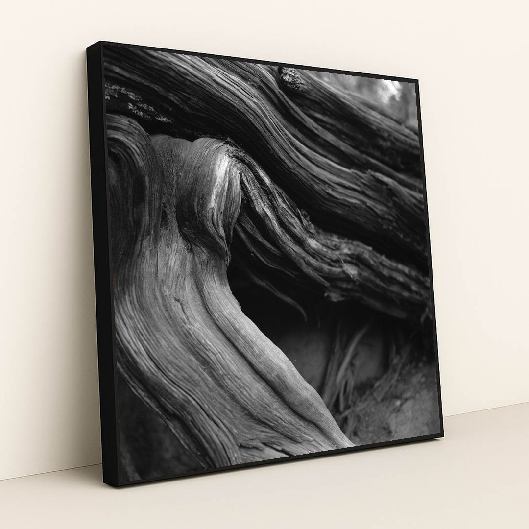 Twisted Tree Roots in Black and White by Alfo Medeiros - Black Frame Stretchiez