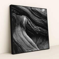 Twisted Tree Roots in Black and White by Alfo Medeiros - Black Frame Stretchiez