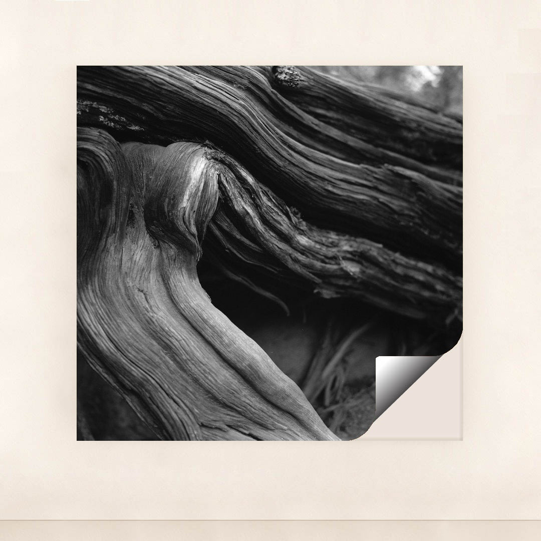 Twisted Tree Roots in Black and White by Alfo Medeiros - Peeliez