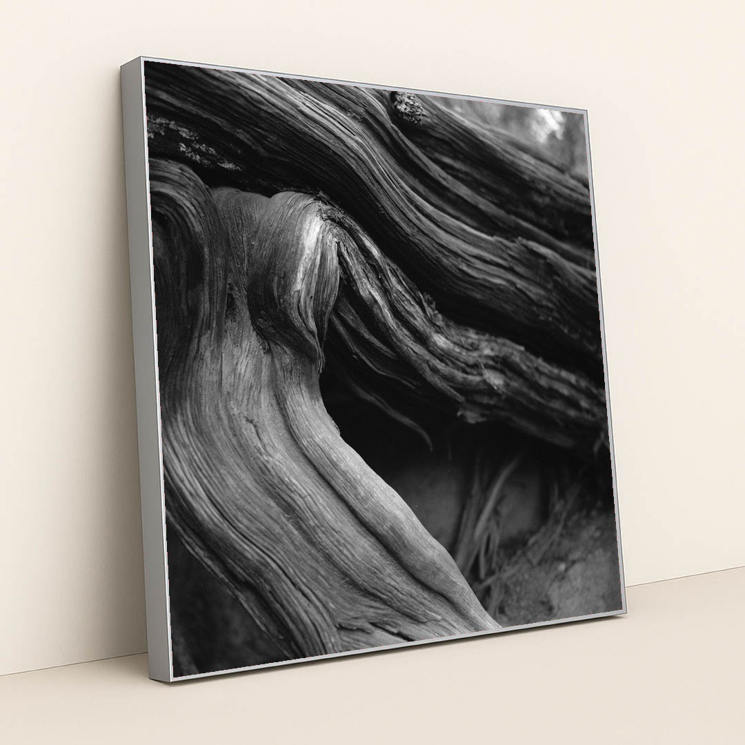 Twisted Tree Roots in Black and White by Alfo Medeiros - Silver Frame Stretchiez