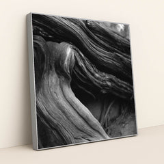 Twisted Tree Roots in Black and White by Alfo Medeiros - Silver Frame Stretchiez