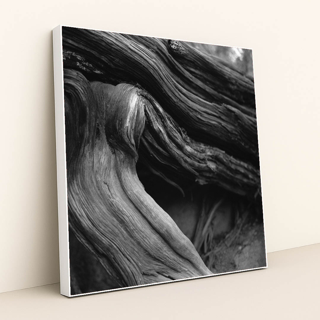 Twisted Tree Roots in Black and White by Alfo Medeiros - White Frame Stretchiez