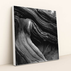 Twisted Tree Roots in Black and White by Alfo Medeiros - White Frame Stretchiez