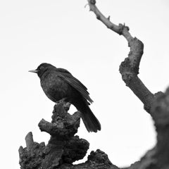 Serena Koi - A blackbird sits on a bare tree branch in a striking black and white image.