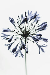 Tim Mossholder - A delicate black and white agapanthus flower close-up on a white background.