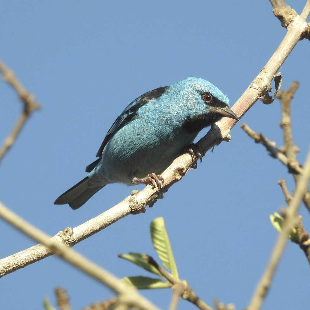 Fernando Maidana - A vibrant Blue Dacnis perched on a branch in Bonito, MS, Brazil under clear blue skies.