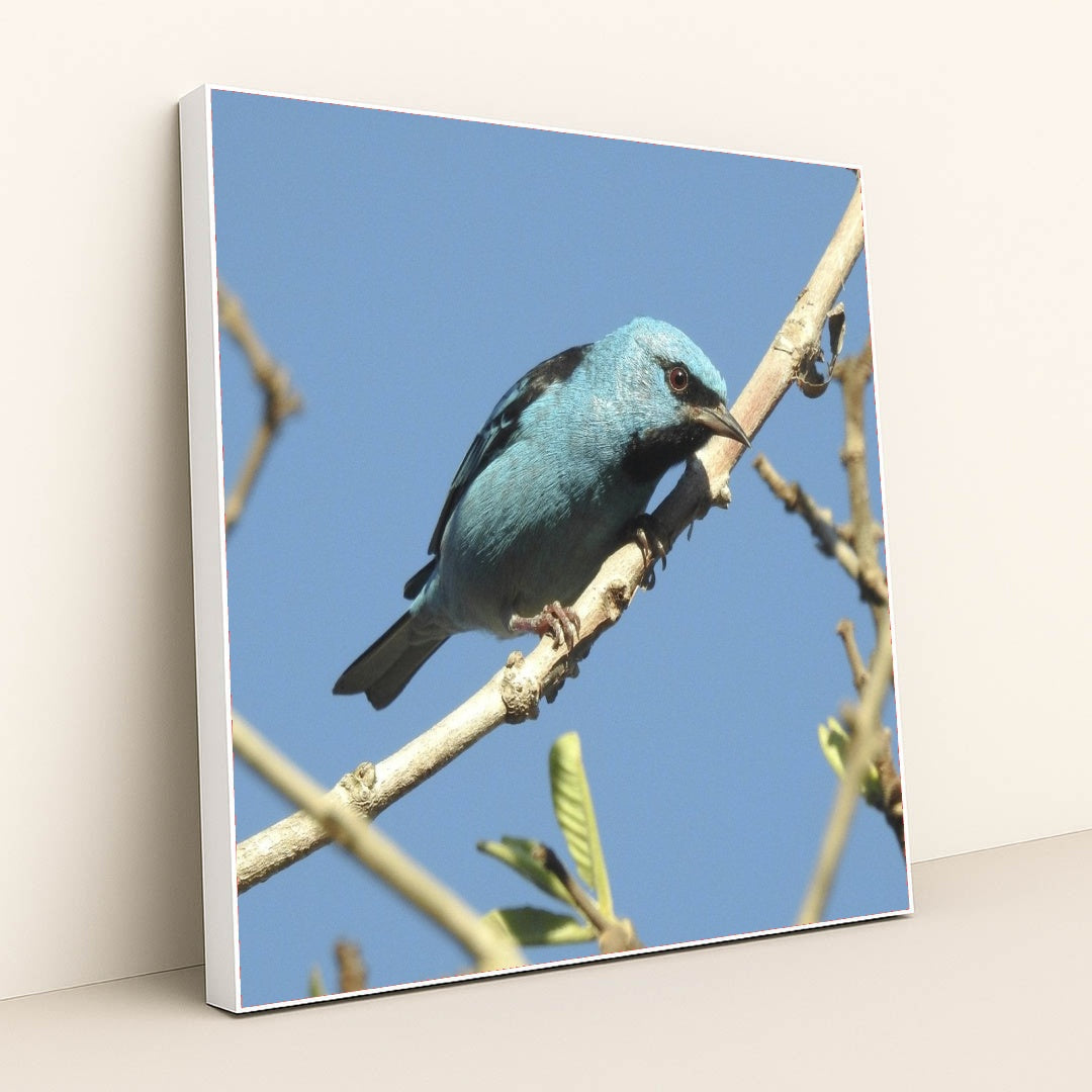 7090334236707 - Product Image