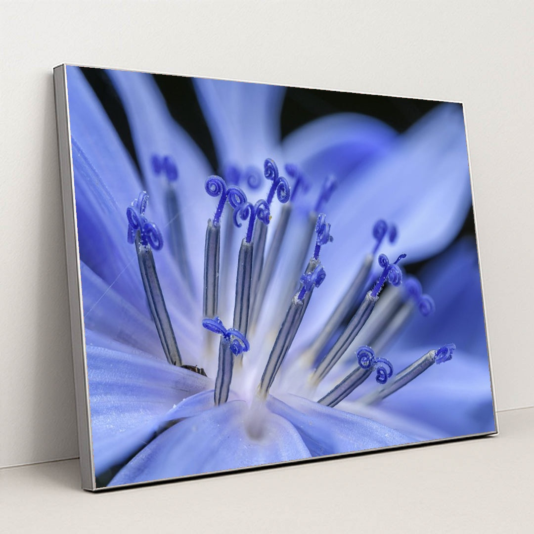 Vibrant Blue Flower Macro by Petr Ganaj - Silver Frame Stretchiez