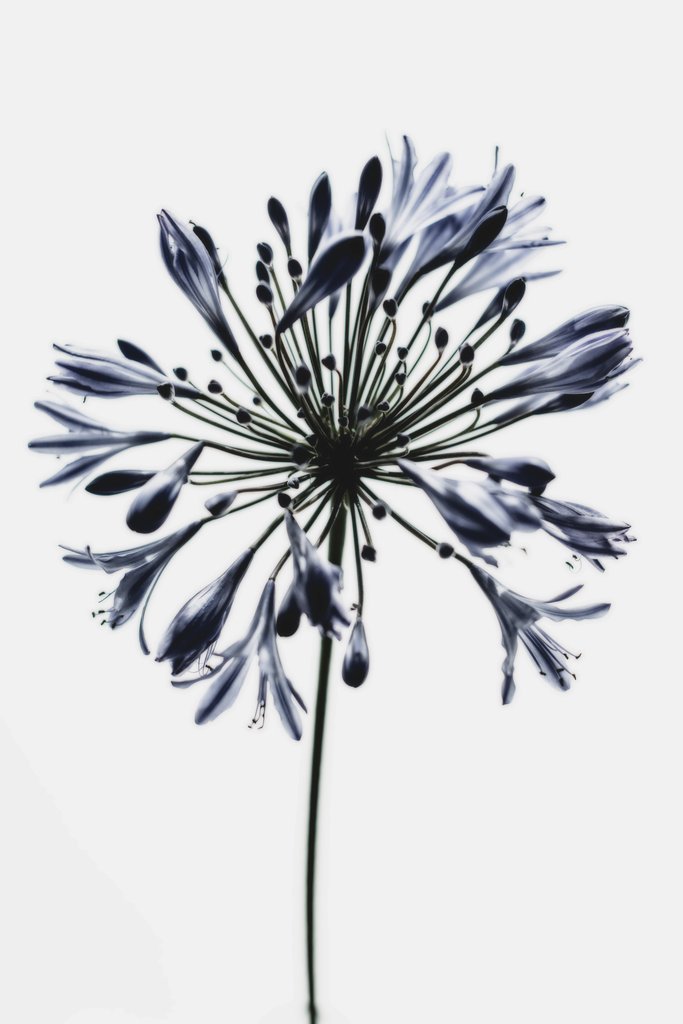 Tim Mossholder - Elegant close-up of a monochrome African lily against a white background.