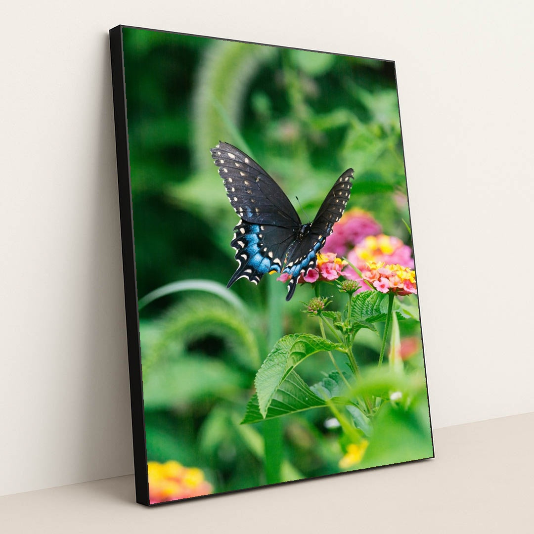 Blue Shadow Butterfly by Gayatri Malhotra - Black Frame Stretchiez