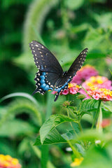 Blue Shadow Butterfly by Gayatri Malhotra