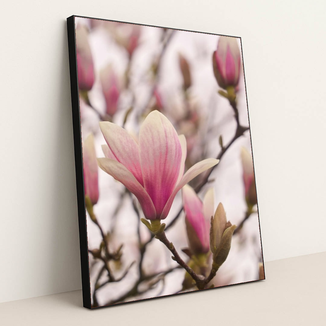 Blush Magnolia by Wolfgang Hasselmann - Black Frame Stretchiez