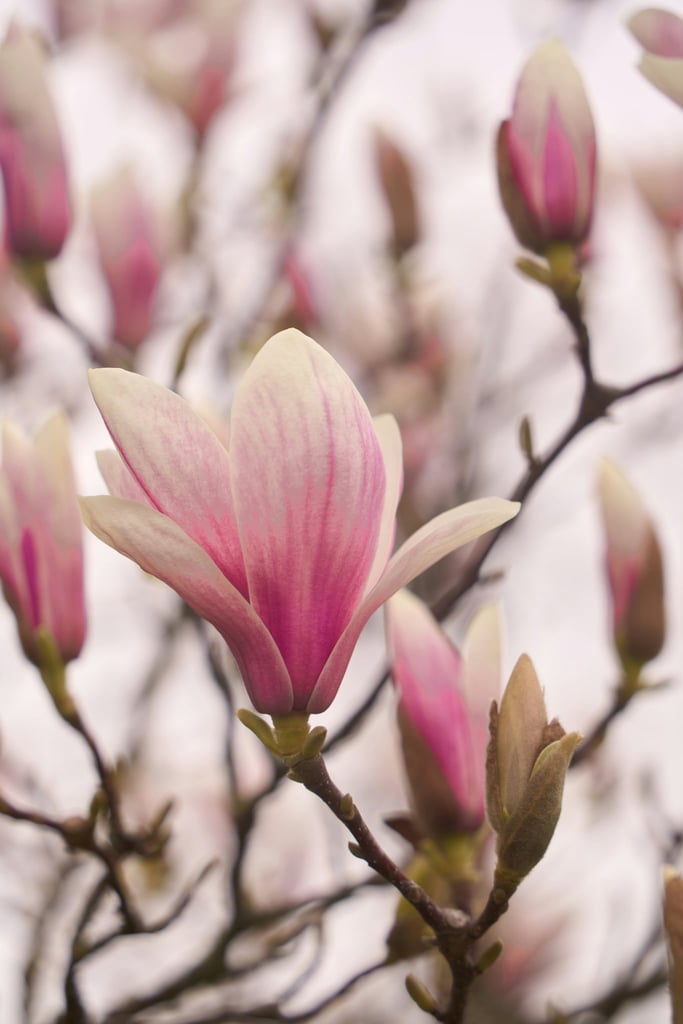 Blush Magnolia by Wolfgang Hasselmann