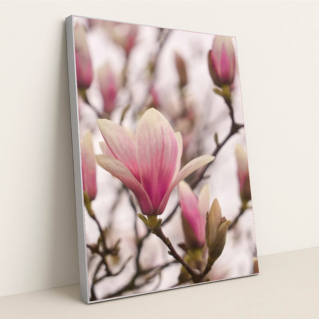 Blush Magnolia by Wolfgang Hasselmann - Silver Frame Stretchiez