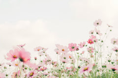 Blush Meadow by TOMOKO UJI