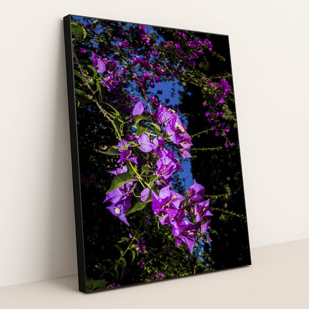 Vibrant Bougainvillea Under Blue Sky by Victor Moragriega - Black Frame Stretchiez