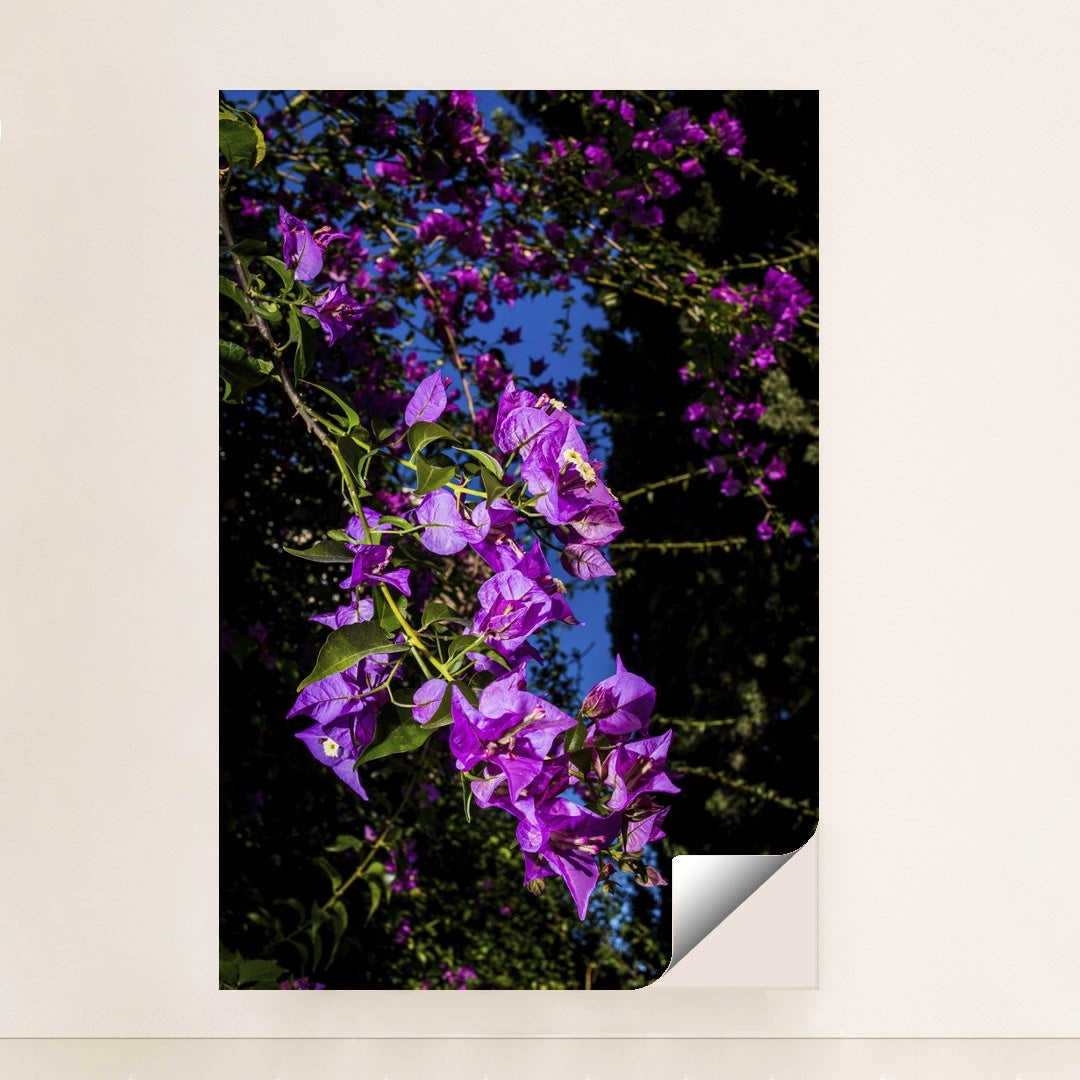 Vibrant Bougainvillea Under Blue Sky by Victor Moragriega - Peeliez