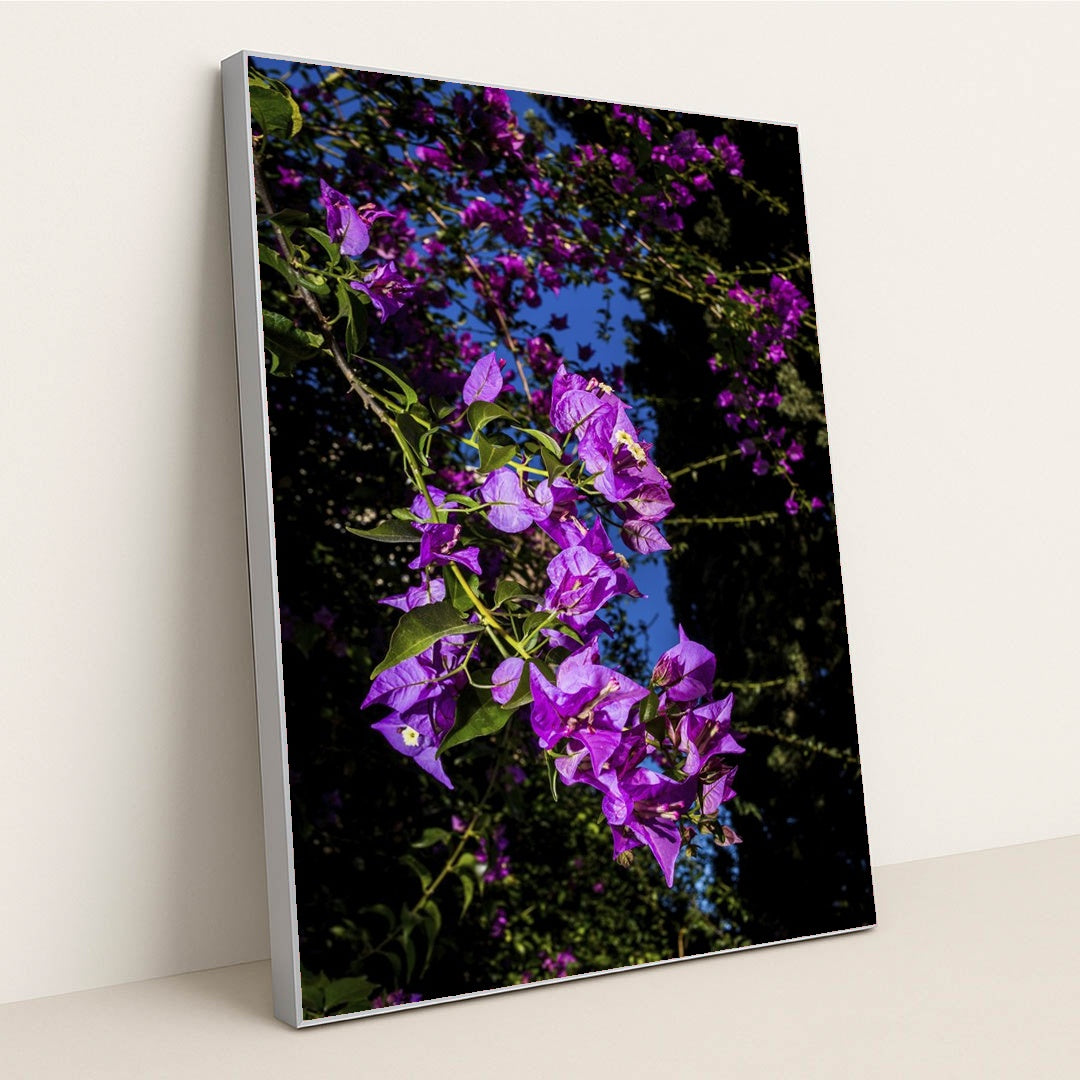 Vibrant Bougainvillea Under Blue Sky by Victor Moragriega - Silver Frame Stretchiez