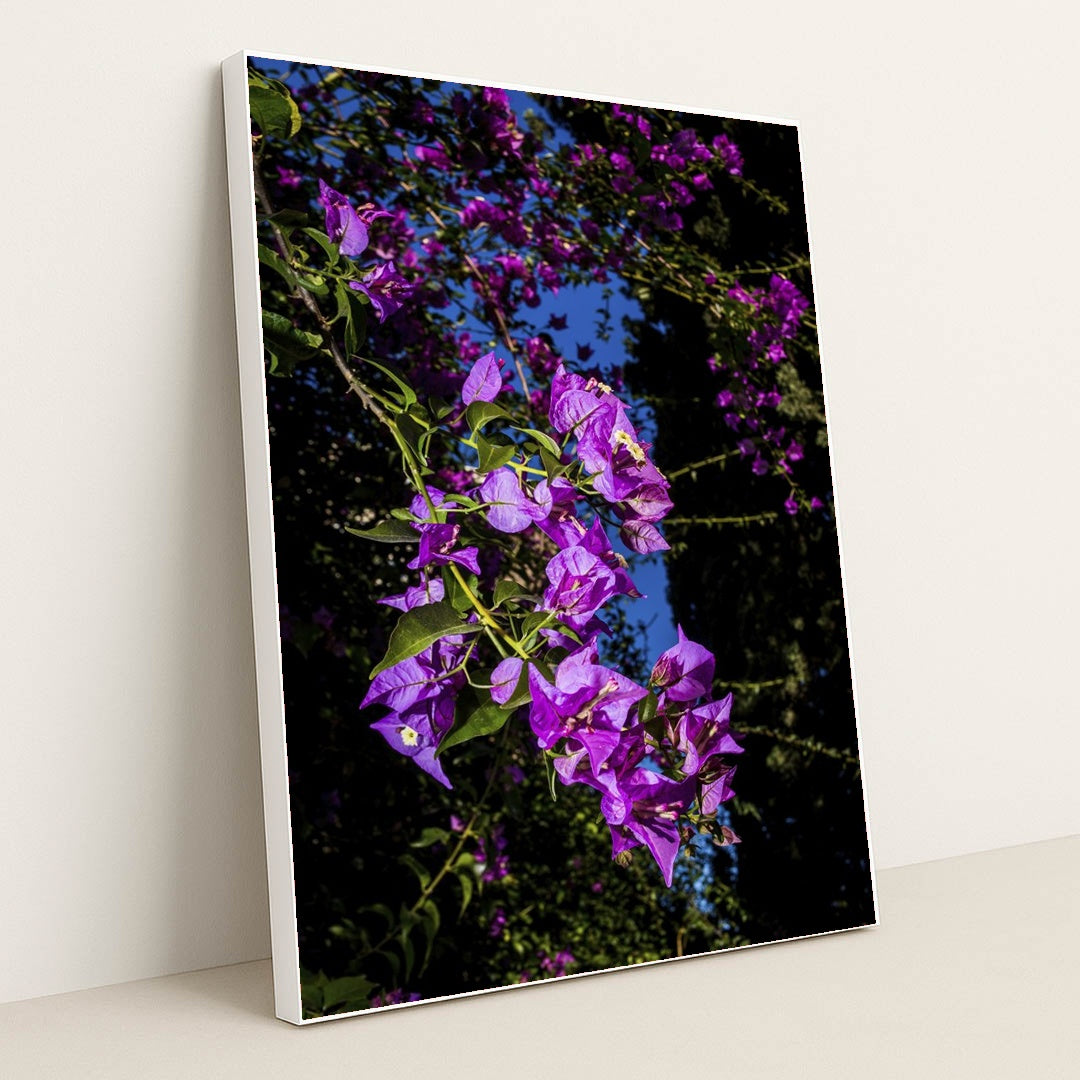 Vibrant Bougainvillea Under Blue Sky by Victor Moragriega - White Frame Stretchiez