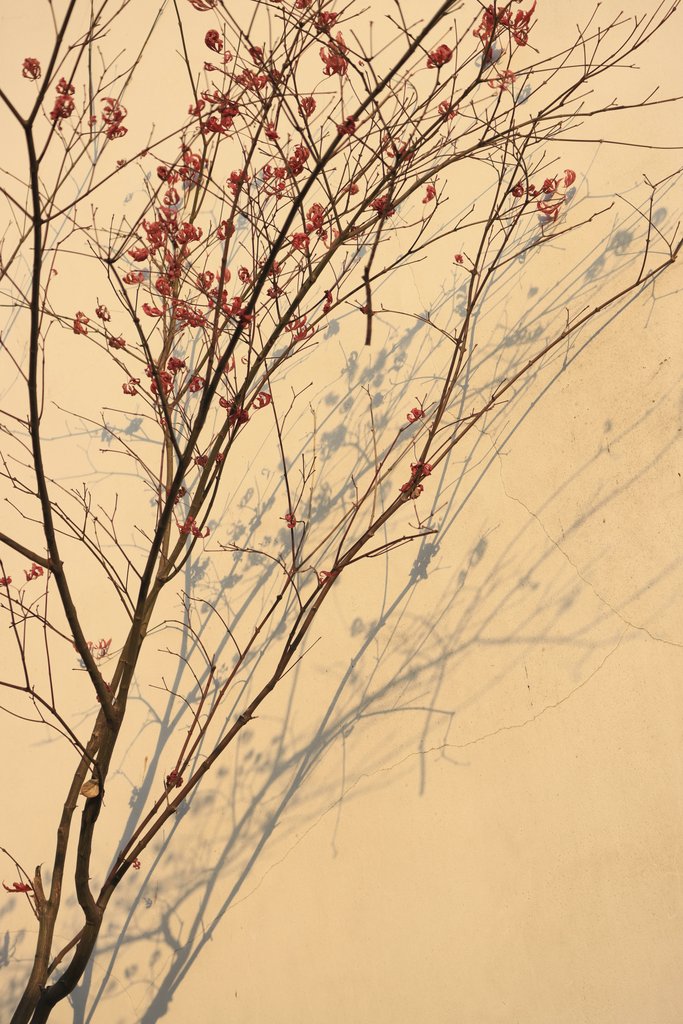 Tang Yi - A bare tree branch with red flowers casting its shadow on a sunlit wall.