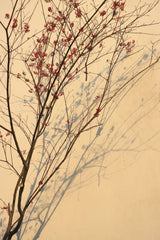 Tang Yi - A bare tree branch with red flowers casting its shadow on a sunlit wall.