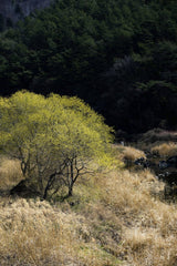 Nui MALAMA - Tranquil spring scene featuring a lush tree in a meadow by a forest creek.