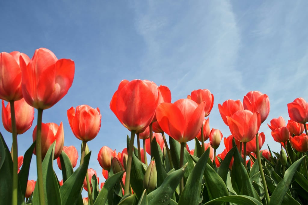 Tulips Reaching the Sky by Esther Gorlee